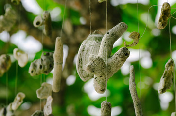 Wall Mural - Coral hanging a tree on the beach at against beautiful nature of Nipah Bay at Pangkor Island, Malaysia