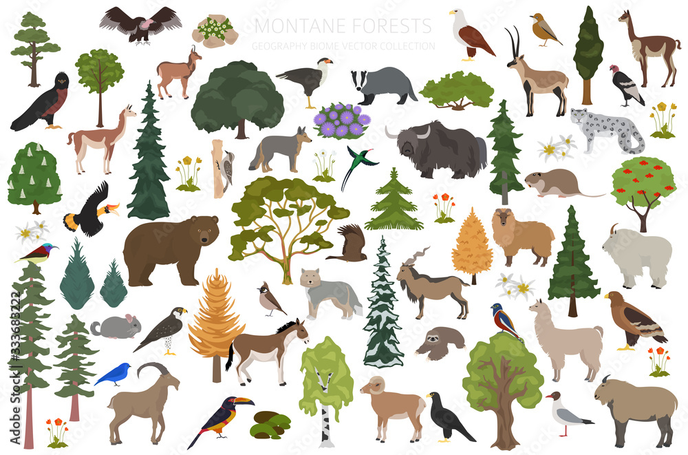 Montane forest biome, natural region infographic. Terrestrial ecosystem ...