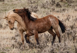 Fototapeta Zwierzęta - mare and foal in a field