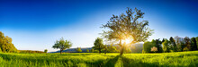 The Sun Shining Through A Tree On A Green Meadow, A Panoramic Vibrant Rural Landscape With Clear Blue Sky Before Sunset