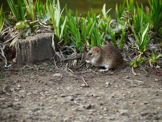 Canvas Print - Brown Rat