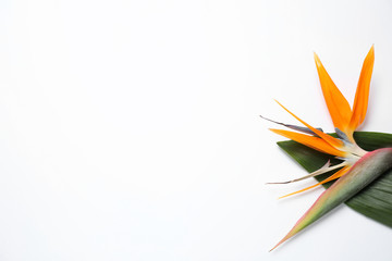 Bird of Paradise tropical flowers on white background, top view