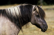 HEAD OF TARPAN HORSE equus caballus gmelini WITH ITS MANE  .