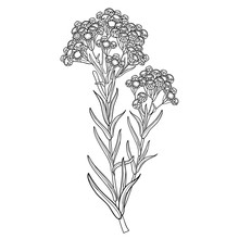 Stem Of Outline Helichrysum Arenarium Or Everlasting Or Immortelle Flower Bunch, Bud And Leaves In Black Isolated On White Background. 