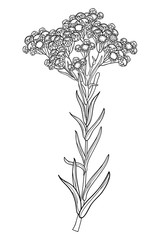 Wall Mural - Stem of outline Helichrysum arenarium or everlasting or immortelle flower bunch, bud and leaves in black isolated on white background.