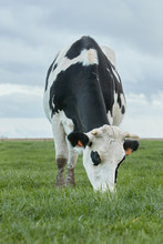 Black White Milk Cow Grazing In Green Pasture Against A Cloudy Sky Front View From The Ground