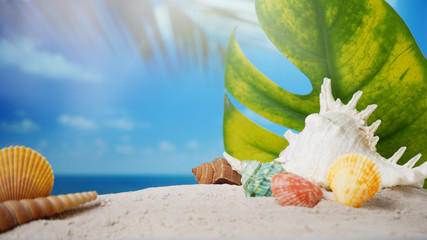 Wall Mural - Summer time concept, Seashells on sand beach and blurred beach background.