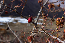 Fruits Of Wild Rose Hips Close-up. Forest In The Crimean Mountains. Old Briar In The Mountains. Briar In The Mountains