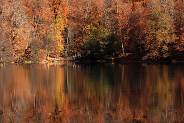 Wall Mural - autumn in park