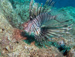 Volitan Lionfish, Pterois volitans swimming . The lionfish is a venomous coral reef fish.Lionfish hunting just below the surface. Underwater photo. Common Lionfish has a specific name Pterois volitans