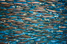 A School Of Anchovies Swimming In The Deep Blue Sea Of The Pacific Ocean In Monterey Bay, California. Anchovies Are Commonly Used As "bait Fish" For Fishermen.