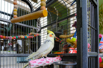 Adult male cockatiel bird seen on his main perch, seen beside his metal mirror. Located in a warm conservatory, seen with his cage door opened.