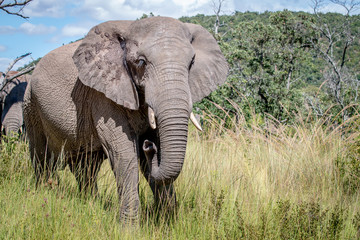 Wall Mural - African elephant standing in the grass.