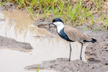 Spurwing Lapwing Plover