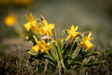 Wall Mural - daffodil in spring