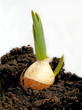 germination and sprouts of tulips bulbs