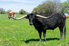 Black Longhorn Bull With Long Curved Horns