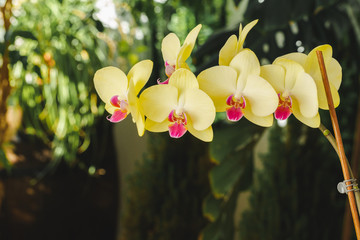 Wall Mural - Close up of beautiful yellow orchid flowers on blurred background