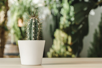 Wall Mural - Mini cactus plant potted on blurred botanical garden background