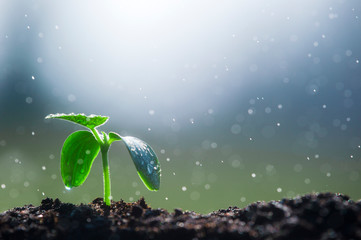 Rising young fresh plant growing in heavy rain. Symbolizes the struggle for a new life..