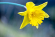 Daffodil Close Up