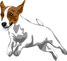 Jack Russell Terrier Jumping