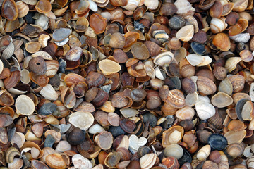 Poster - Muscheln an einem Strand