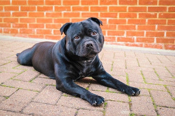 Wall Mural - Cute black Staffordshire Bull Terrier dog with his head slightly cocked lying down outside looking at the camera.