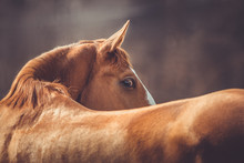Portrait Of Beautiful Stunning Chestnut Budyonny Gelding Horse Looking From Behind In Spring Daytime