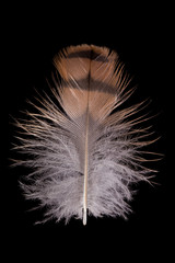 beautiful Falcon (Falco tinnunculus)  feathers close up on a black 