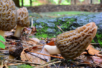 Small group of Black morel mushrooms