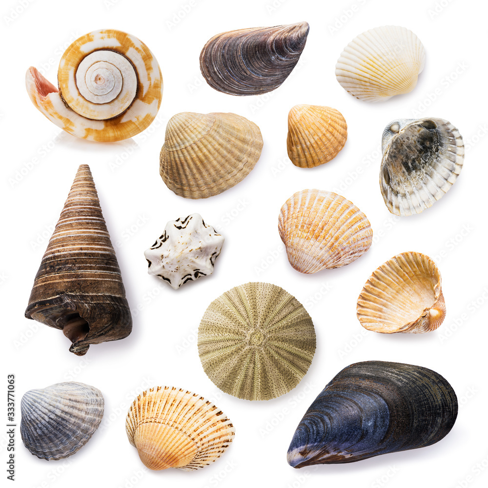Big collection of seashells isolated on a white background. Stacked ...