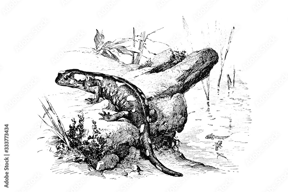 SALAMANDER (Salamandra maculosa) - Vintage Engraved Illustration 1889 ...