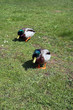 Mallard, Duck, Muscovy duck, Swimming duck, Kellinghusen, Schleswig-Holstein, Germany, Europe