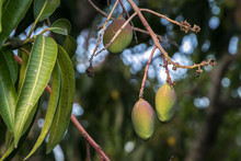Small Mangoes Growing In Its Tree