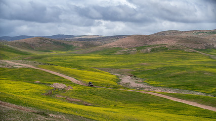 Blooming mustard at Judaean desert