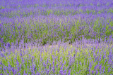 Fototapeta Lawenda - Lavender farm field in Wanaka