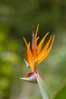 Bird of Paradise flower on Maui, Hawaii