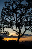 Fototapeta Sawanna - Tree silhouette with a sunset with various background colors.