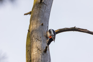 Woodpecker on a trunk of a dried tree.