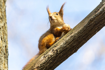 Wall Mural - Red squirrel eats a nut on a branch.