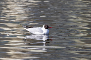 Wall Mural - A white river gull swims on a pond.