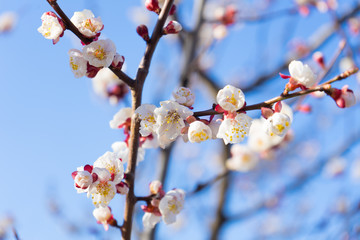 Wall Mural - White apricot tree flowers in spring time. on blue sky background.Buds of an apricot tree in spring blossom.