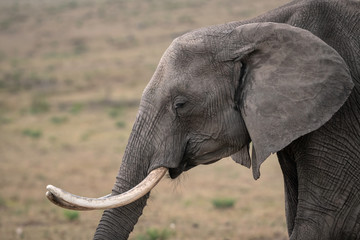 Wall Mural - Closeup of a bull elephant with large tusks.  Image taken in the Masai Mara, Kenya.