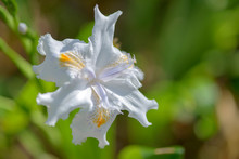 Close Up Of Iridaceae Flower   
