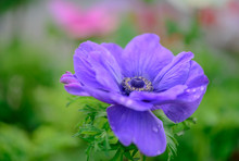 Close Up Of Wild Purple Anemone Flower