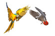 Beautiful parrots flying isolated on white, Blue and gold macaw and African gray parrot