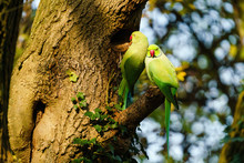 Ring-necked Parakeet (Psittacula Krameri) Pair Perched On A Tree Near A Nest, Taken In The UK