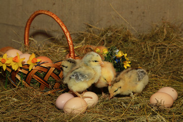Wall Mural - Easter decoration - Chickens Master Gray, Tetra, with a bare neck against a background of hay, a basket, eggs and primroses