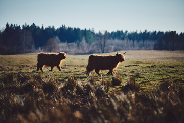 Wall Mural - Highland beef Cow on Sunset